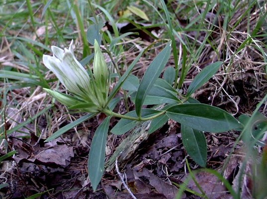{Gentiana villosa}